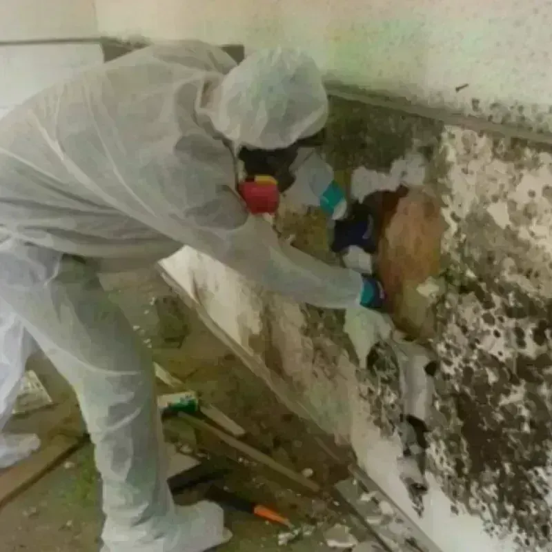 Mold Remediation and Removal in Nortonville, KY